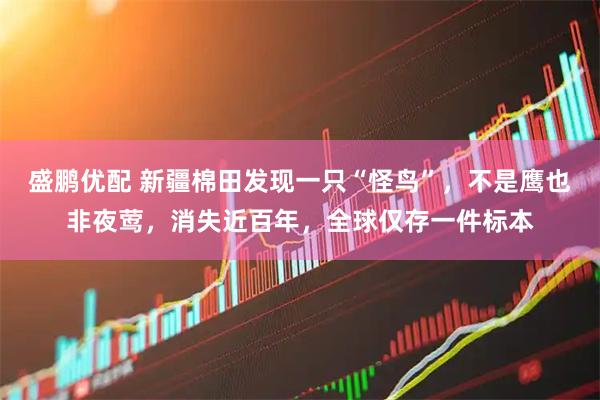 盛鹏优配 新疆棉田发现一只“怪鸟”,不是鹰也非夜莺,消失近百年,全球仅存一件标本